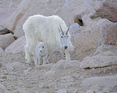 Goat, Mountain, Doe & Kid-061412-Mt Evans, CO-#0160.jpg