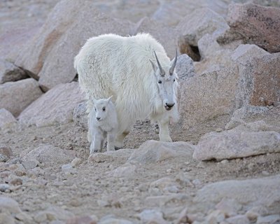 Goat, Mountain, Doe & Kid-061412-Mt Evans, CO-#0161.jpg