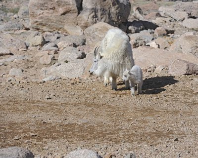 Goat, Mountain, Doe & Kid-061412-Mt Evans, CO-#0484.jpg