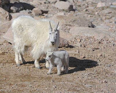 Goat, Mountain, Doe & Kid-061412-Mt Evans, CO-#0513.jpg