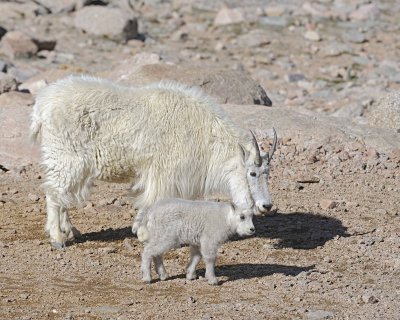 Goat, Mountain, Doe & Kid-061412-Mt Evans, CO-#0528.jpg