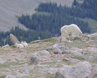 Goat, Mountain, Doe, 2 Kids-061312-Mt Evans, CO-#0409.jpg