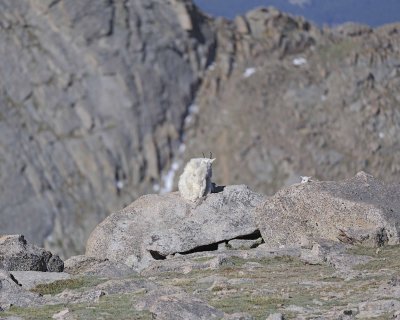 Goat, Mountain, Kid climbing on Doe-061412-Mt Evans, CO-#0334.jpg