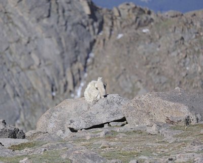 Goat, Mountain, Kid climbing on Doe-061412-Mt Evans, CO-#0342.jpg