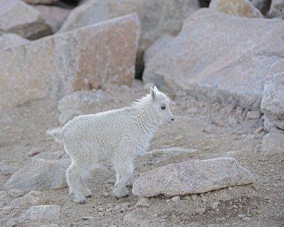 Goat, Mountain, Kid-061412-Mt Evans, CO-#0055.jpg