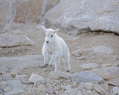 Goat, Mountain, Kid-061412-Mt Evans, CO-#0115.jpg
