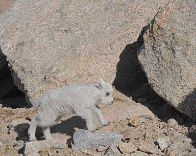 Goat, Mountain, Kid-061412-Mt Evans, CO-#0572.jpg