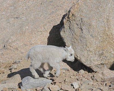 Goat, Mountain, Kid-061412-Mt Evans, CO-#0574.jpg