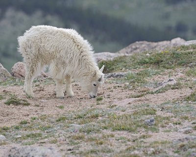 Goat, Mountain, Yearling-061312-Mt Evans, CO-#0595.jpg