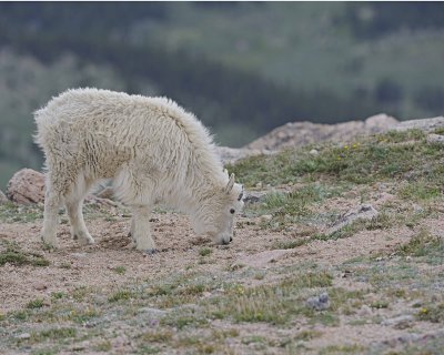 Goat, Mountain, Yearling-061312-Mt Evans, CO-#0618.jpg