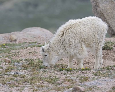 Goat, Mountain, Yearling-061312-Mt Evans, CO-#0628.jpg