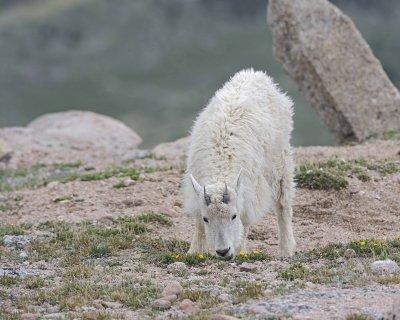 Goat, Mountain, Yearling-061312-Mt Evans, CO-#0638.jpg
