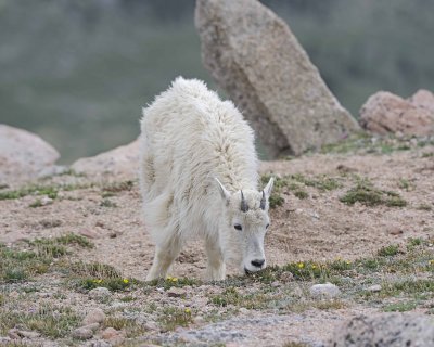 Goat, Mountain, Yearling-061312-Mt Evans, CO-#0661.jpg