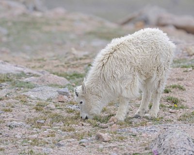 Goat, Mountain, Yearling-061312-Mt Evans, CO-#0733.jpg