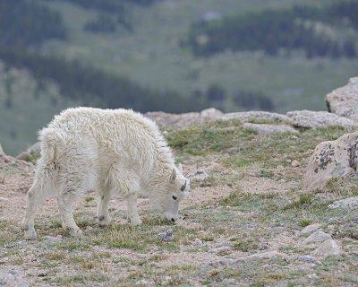 Goat, Mountain,Yearling-061312-Mt Evans, CO-#0699.jpg