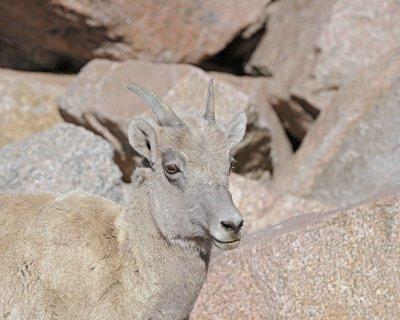 Sheep, Rocky Mountain, Ewe-061412-Mt Evans, CO-#0617.jpg