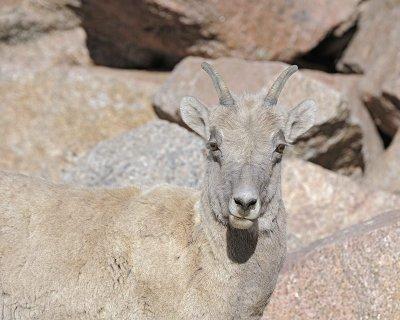 Sheep, Rocky Mountain, Ewe-061412-Mt Evans, CO-#0623.jpg