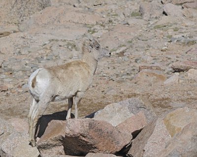 Sheep, Rocky Mountain, Ewe-061412-Mt Evans, CO-#0640.jpg