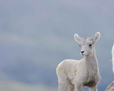 Sheep, Rocky Mountain, Lamb-061312-Mt Evans, CO-#0357.jpg