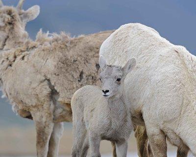 Sheep, Rocky Mountain, Lamb-061312-Mt Evans, CO-#0381.jpg