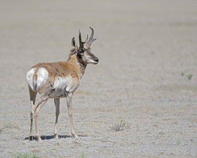 Antelope, Pronghorn-061312-Park County Rd 23, CO-#0011.jpg