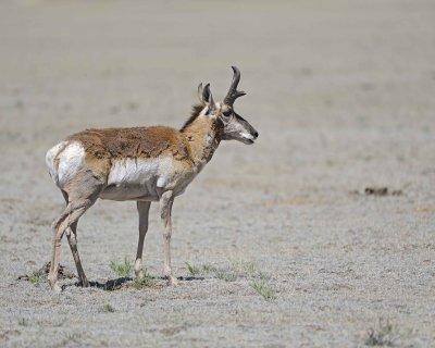 Antelope, Pronghorn-061312-Park County Rd 23, CO-#0085.jpg