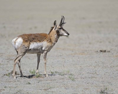 Antelope, Pronghorn-061312-Park County Rd 23, CO-#0088.jpg