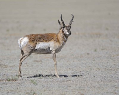 Antelope, Pronghorn-061312-Park County Rd 23, CO-#0104.jpg