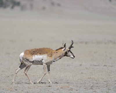 Antelope, Pronghorn-061312-Park County Rd 23, CO-#0163.jpg