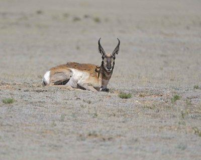 Antelope, Pronghorn-061312-Park County Rd 23, CO-#0198.jpg