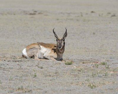 Antelope, Pronghorn-061312-Park County Rd 23, CO-#0301.jpg
