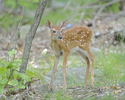 Deer, White-tailed, Fawn-062412-Shenandoah Nat'l Park, VA-#0013.jpg