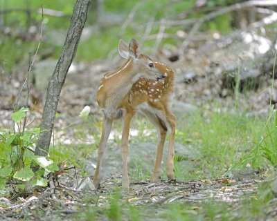 Deer, White-tailed, Fawn-062412-Shenandoah Nat'l Park, VA-#0052.jpg