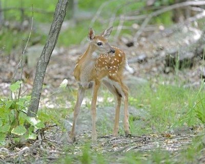 Deer, White-tailed, Fawn-062412-Shenandoah Nat'l Park, VA-#0058.jpg