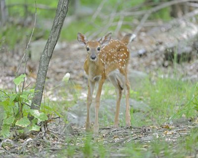 Deer, White-tailed, Fawn-062412-Shenandoah Nat'l Park, VA-#0066.jpg