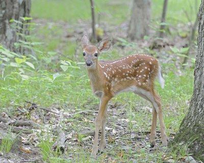Deer, White-tailed, Fawn-062412-Shenandoah Nat'l Park, VA-#0302.jpg