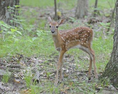 Deer, White-tailed, Fawn-062412-Shenandoah Nat'l Park, VA-#0304.jpg
