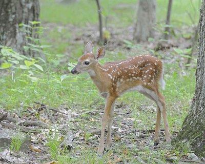 Deer, White-tailed, Fawn-062412-Shenandoah Nat'l Park, VA-#0313.jpg