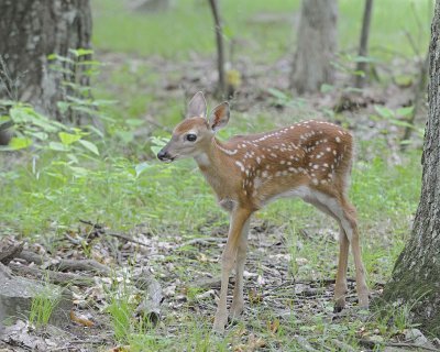 Deer, White-tailed, Fawn-062412-Shenandoah Nat'l Park, VA-#0314.jpg
