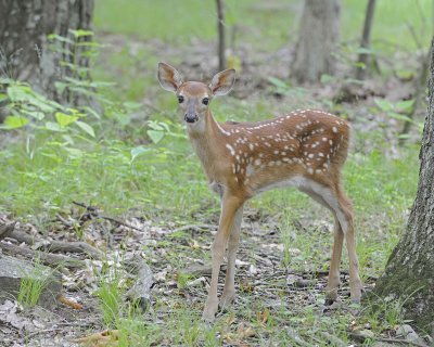 Deer, White-tailed, Fawn-062412-Shenandoah Nat'l Park, VA-#0320.jpg