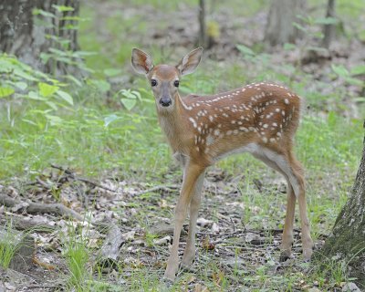 Deer, White-tailed, Fawn-062412-Shenandoah Nat'l Park, VA-#0328.jpg