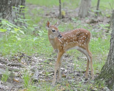 Deer, White-tailed, Fawn-062412-Shenandoah Nat'l Park, VA-#0352.jpg