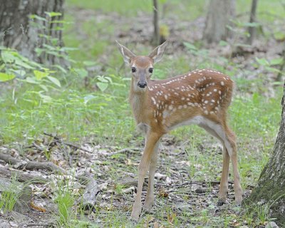 Deer, White-tailed, Fawn-062412-Shenandoah Nat'l Park, VA-#0373.jpg