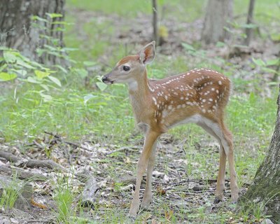 Deer, White-tailed, Fawn-062412-Shenandoah Nat'l Park, VA-#0384.jpg