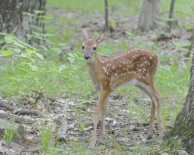 Deer, White-tailed, Fawn-062412-Shenandoah Nat'l Park, VA-#0391.jpg