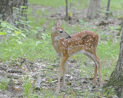 Deer, White-tailed, Fawn-062412-Shenandoah Nat'l Park, VA-#0399.jpg