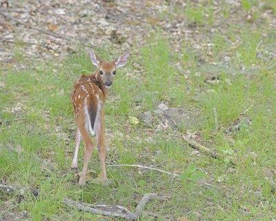 Deer, White-tailed, Fawn-062412-Shenandoah Nat'l Park, VA-#0410.jpg