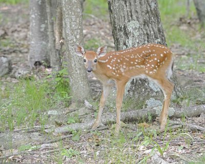 Deer, White-tailed, Fawn-062412-Shenandoah Nat'l Park, VA-#0448.jpg