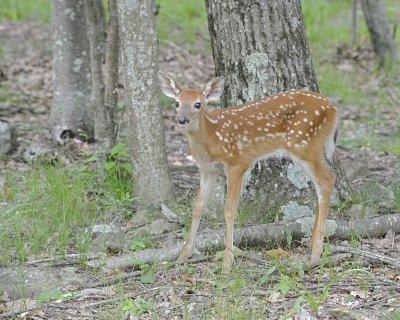 Deer, White-tailed, Fawn-062412-Shenandoah Nat'l Park, VA-#0483.jpg