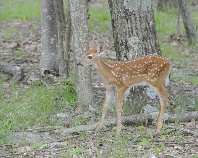 Deer, White-tailed, Fawn-062412-Shenandoah Nat'l Park, VA-#0493.jpg